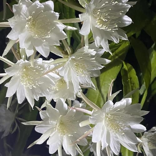 semillas de epiphyllum