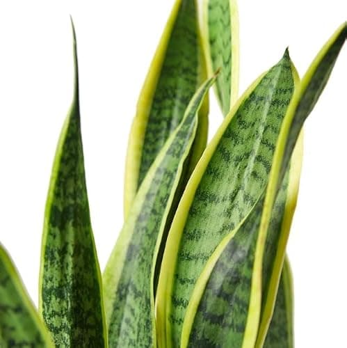 Sansevieria Trifasciata Laurentii