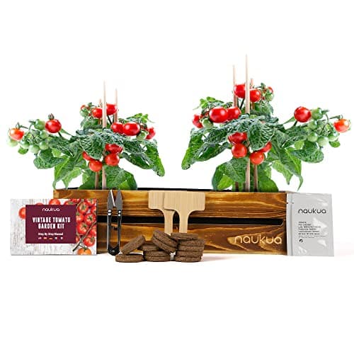 Mini Huerto Urbano Vintage de Tomates Cherry