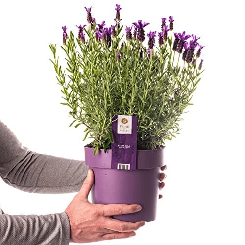 Planta de Lavanda en Maceta