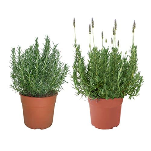 Pack 1 Lavanda y 1 Romero Plantas Naturales En Maceta