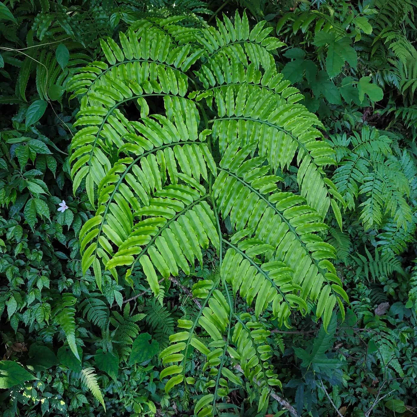 Foto de Angiopteris lygodiifolia