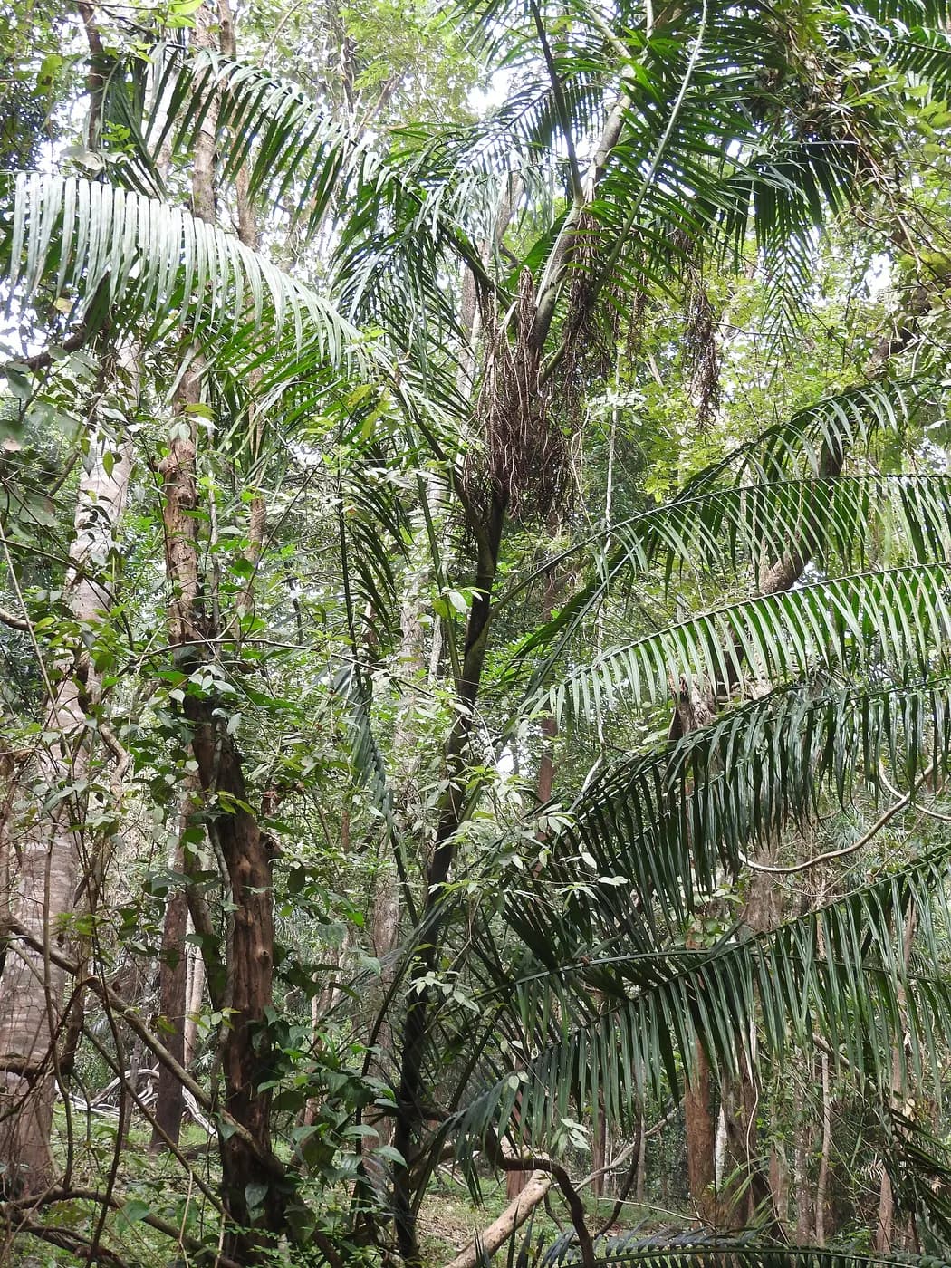 Foto de Calamus andamanicus