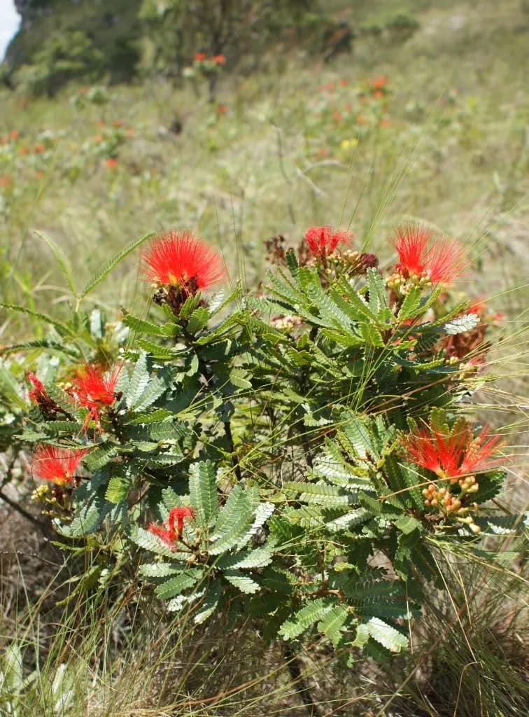 Foto af Calliandra mucugeana