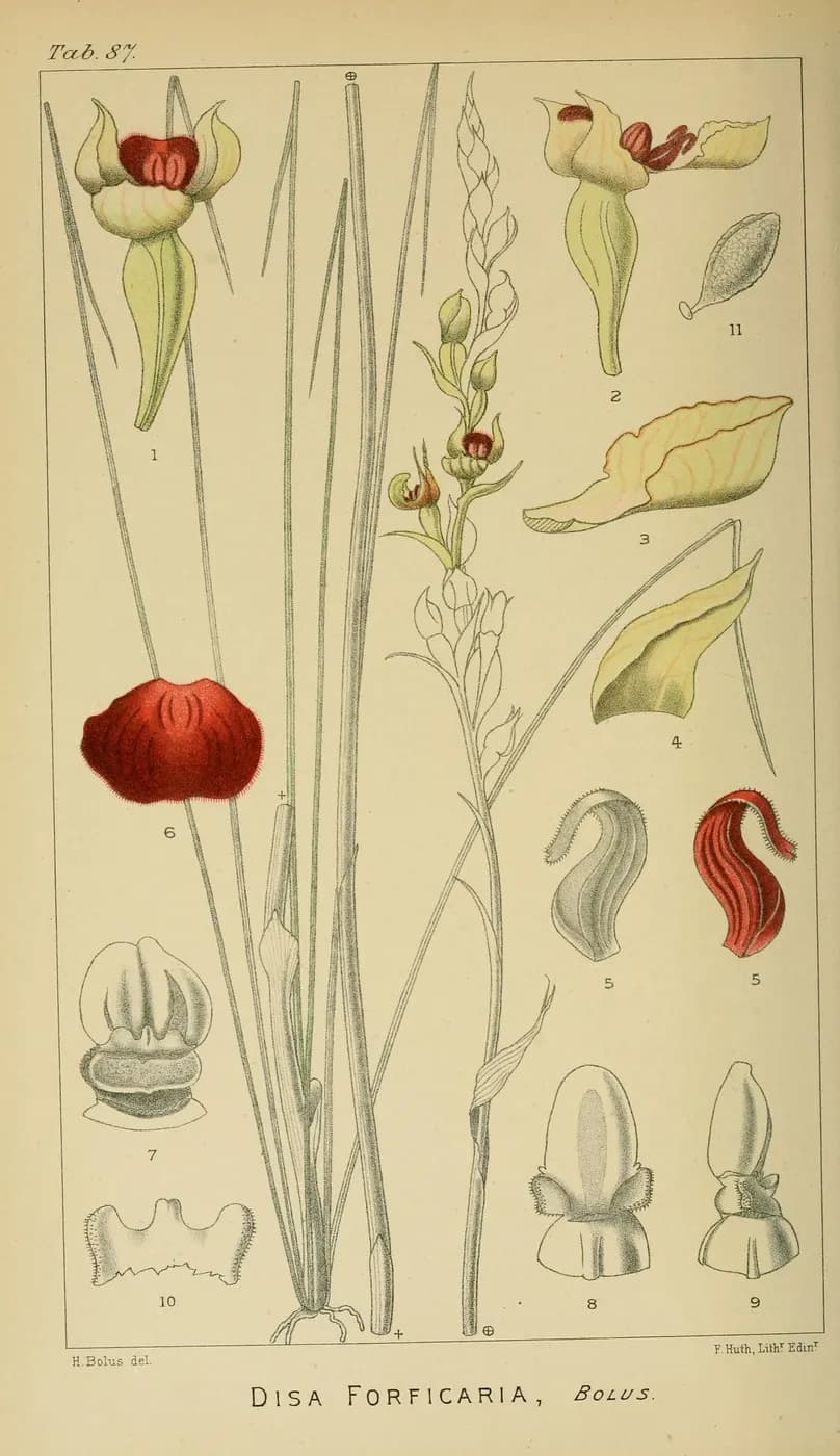 Foto de Disa forficaria