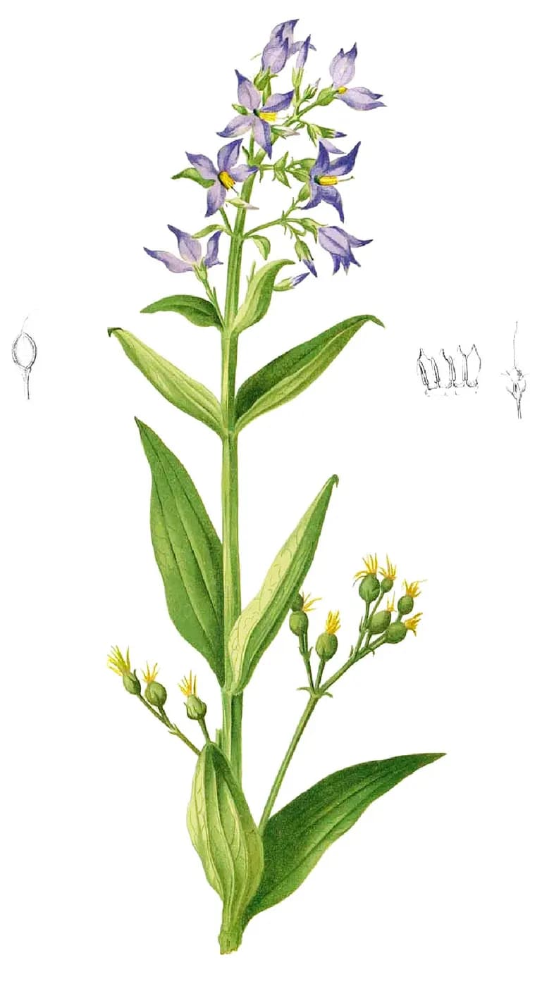 Foto de Exacum tetragonum