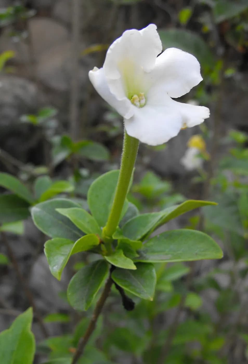 Foto de Fagraea salticola