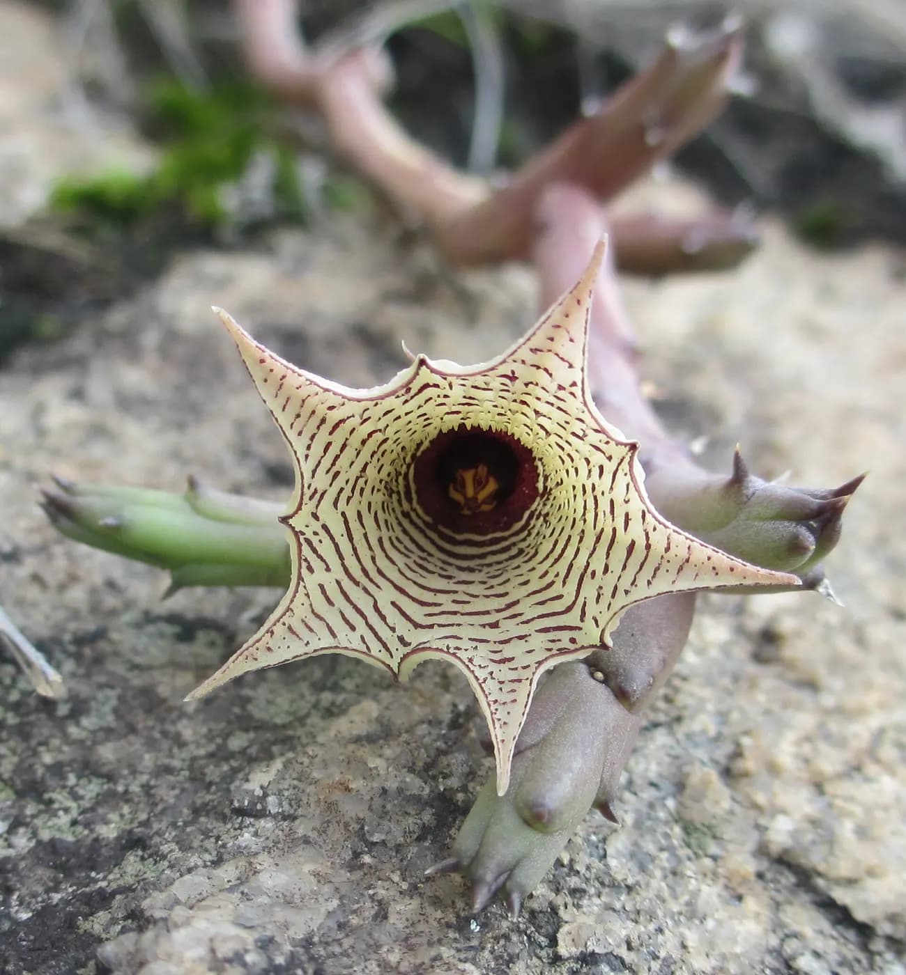 Foto de Huernia leachii
