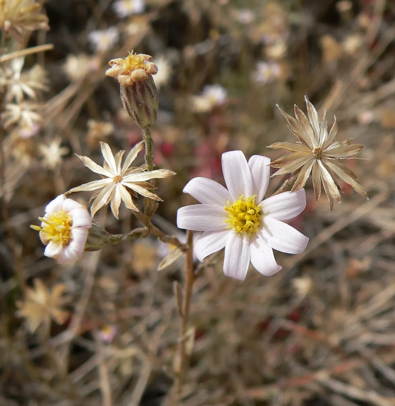 Foto de Ionactis caelestis
