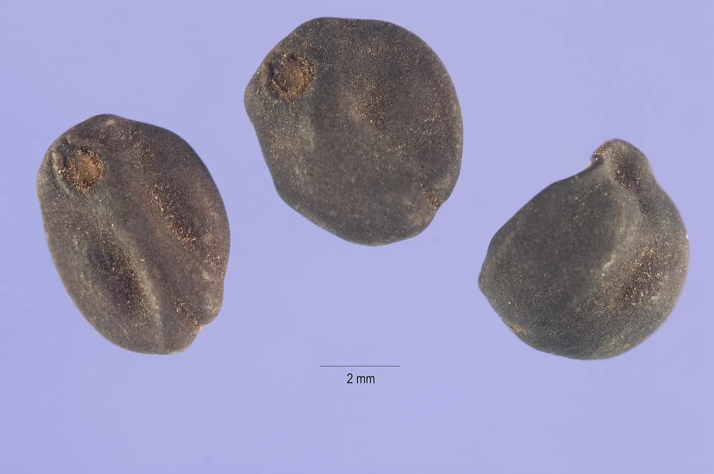 Foto de Ipomoea lindheimeri