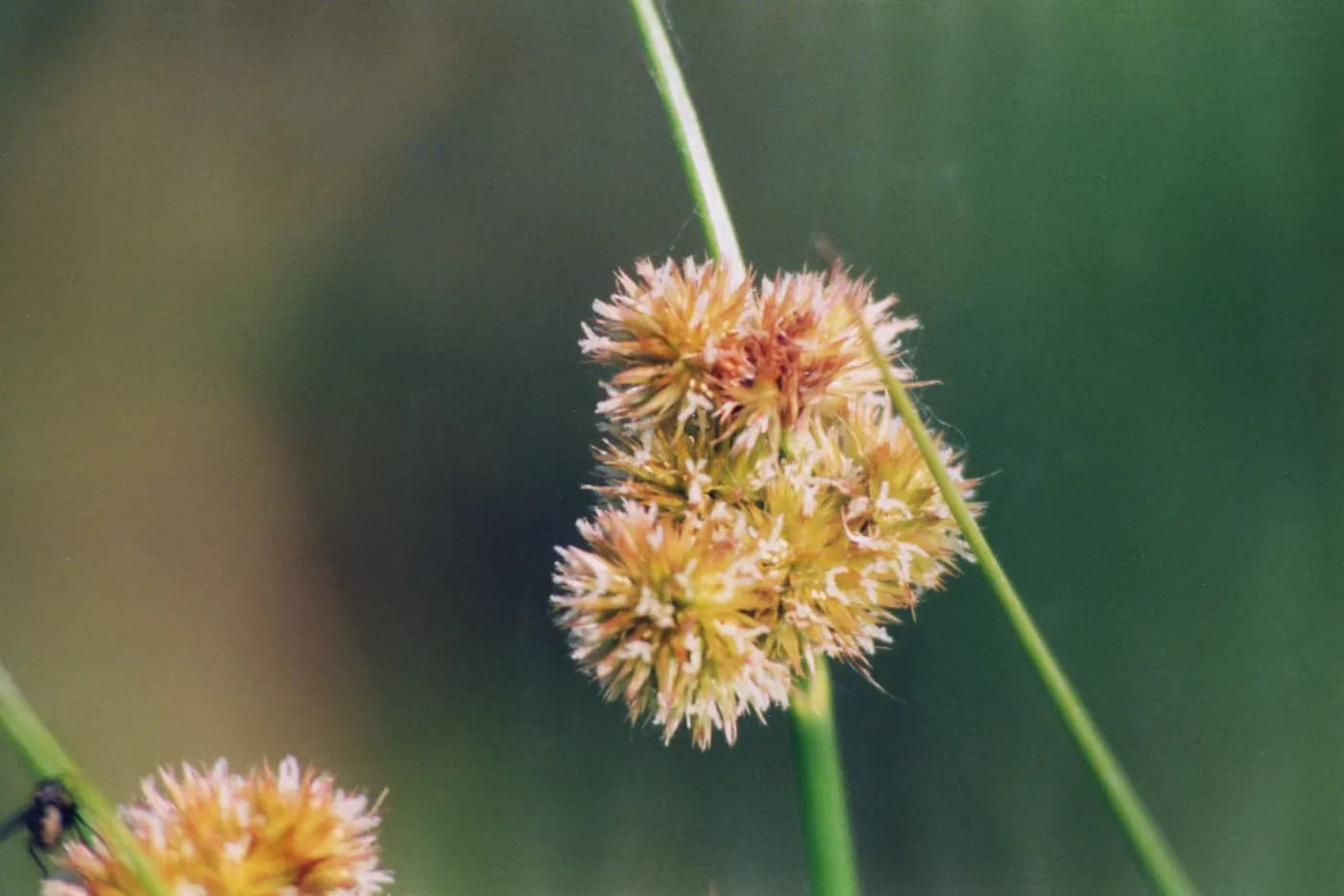 Foto de Juncus torreyi