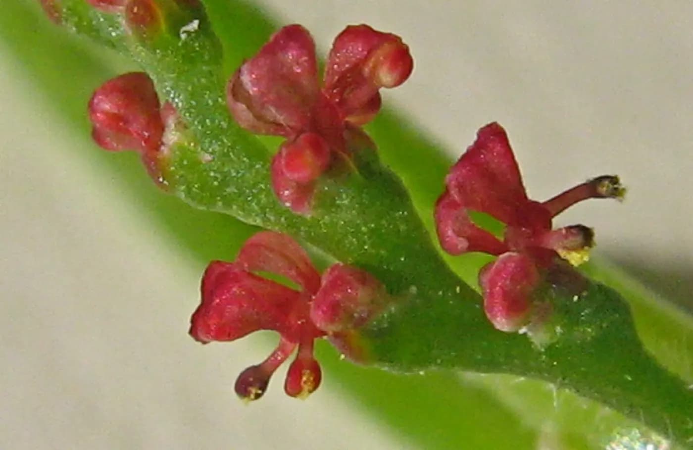 Foto de Microstachys corniculata