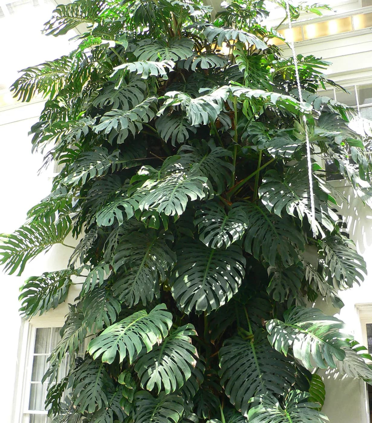 Foto af Fingerfilodendron