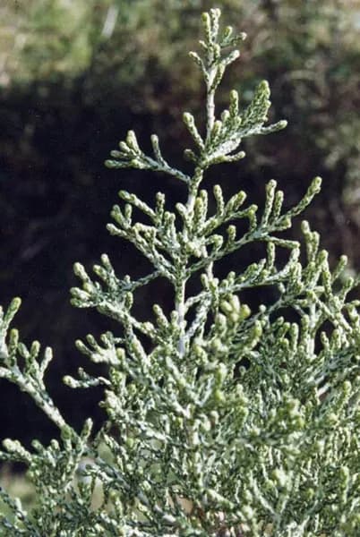 Foto de Ozothamnus hookeri