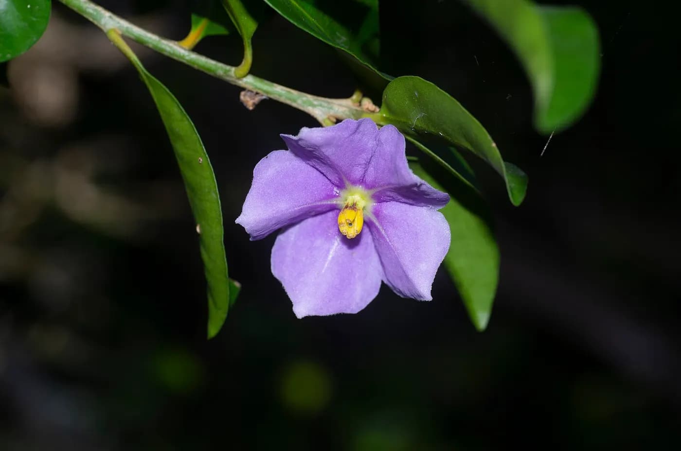 Foto de Solanum conocarpum