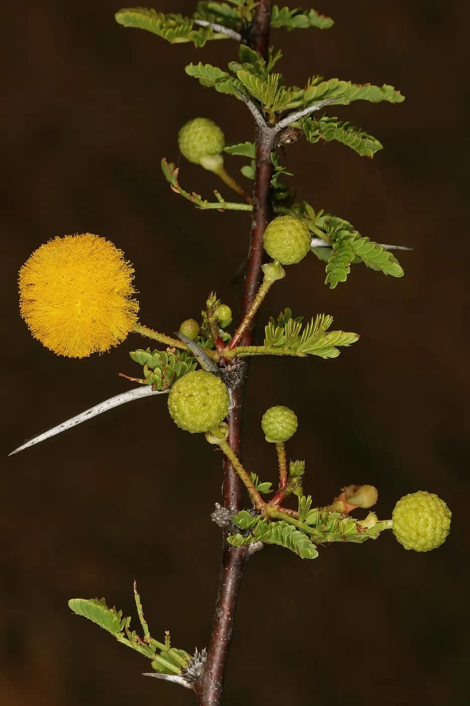 Foto de Vachellia tenuispina