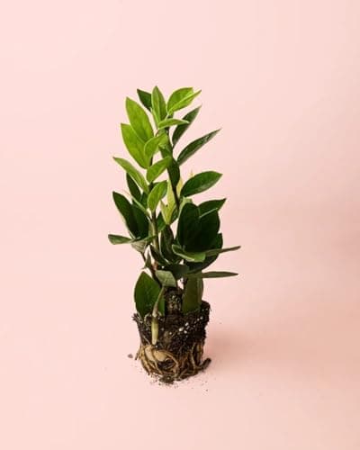 PUR PLANT Zamioculca Zamiifolia