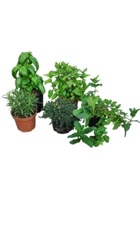 AzJardin LOTE 5 PLANTAS AROMÁTICAS