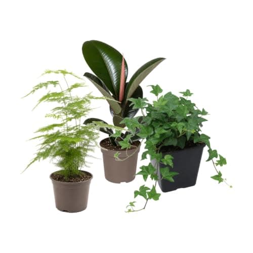 Pack 3 Plantas: Asparagus Setaceus, Ficus Robusta y Hedera Verde DECOALIVE