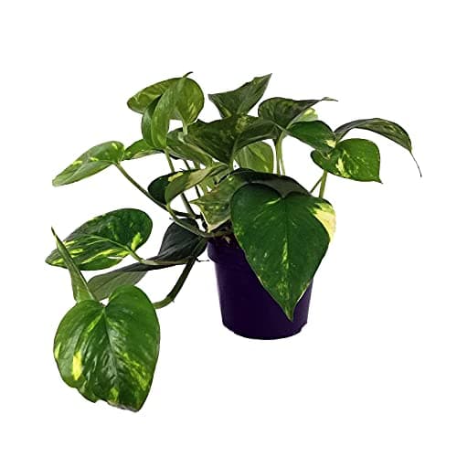 DECOALIVE Epipremnum Aureum Planta Natural Potus, Pothos o Potos, 8436601570147