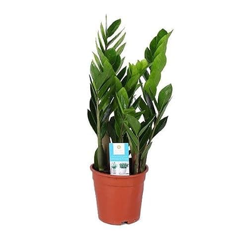 DECOALIVE Planta ZZ o Zamioculcas Zamiifolia Planta de Interior