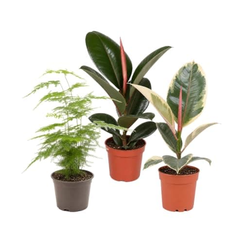 Pack 3 Plantas DECOALIVE: Asparagus Setaceus, Ficus Robusta y Ficus Tineke