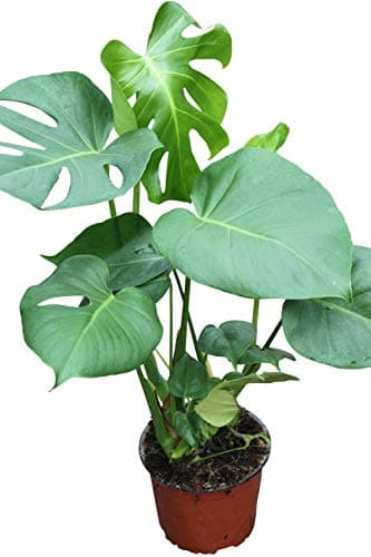Planta de interior