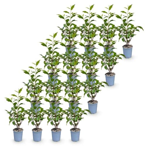 Seto Prunus Lusitanica Angustifolia, para Jardín, Verde, Pack de 16