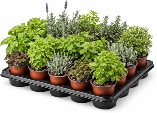 EL NOU GARDEN Pack 15 Plantas Aromáticas