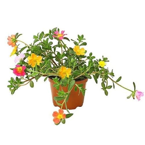 Planta Natural de Verdolaga Portulaca OleraceaCrea un Jardín Vibrante