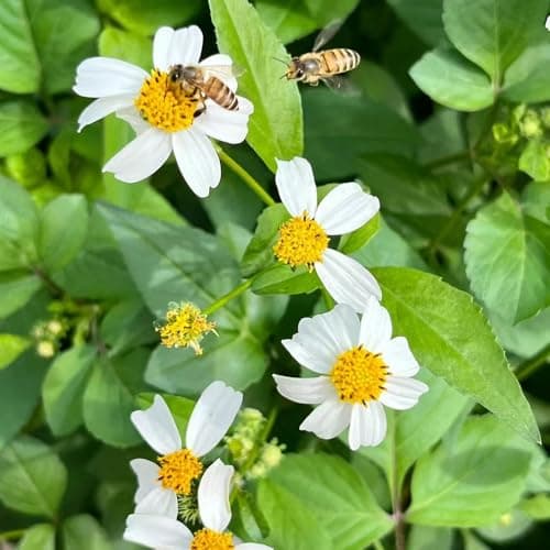 Semillas de Bidens pilosa 50pcs