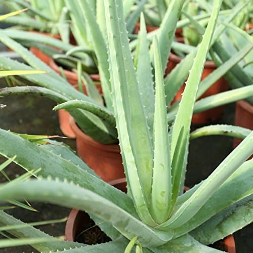 Aloe Vera Planta