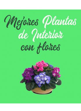 Mejores plantas de interior con flor