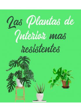 Las plantas de interior mas resistente